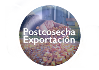 Postcosecha Exportación Bequisa